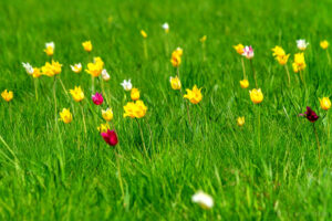 Тюльпанное поле в Новоузенске